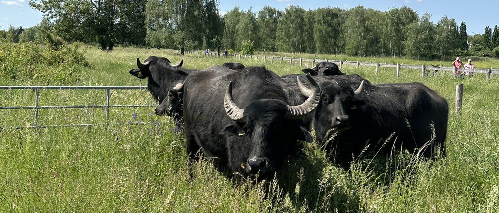 Landschaftspark Altglienicke