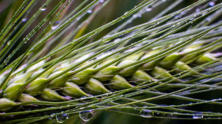 Dringend benötigt: Regen in der Landwirtschaft. 