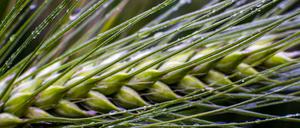 Dringend benötigt: Regen in der Landwirtschaft. 