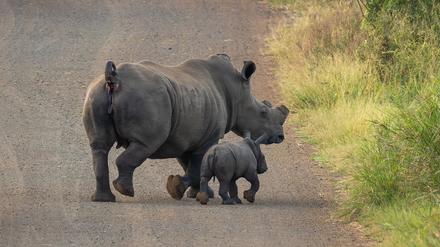 Enthornte Nashörner, wie hier im Kruger Nationalpark in Südafrika, haben deutlich bessere Überlebenschancen.