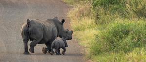 Enthornte Nashörner, wie hier im Kruger Nationalpark in Südafrika, haben deutlich bessere Überlebenschancen. 