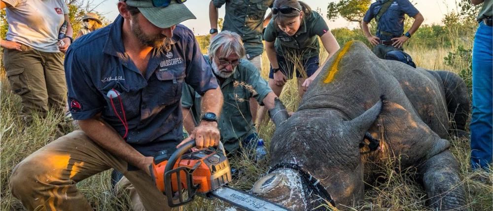 Einem Nashorn wird vorsorglich das Horn abgesägt. (Handout)