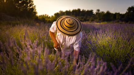 Der Sensenmann kommt jeden Sommer, um Lavendel zu ernten. 
