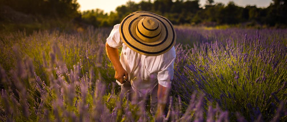 Der Sensenmann kommt jeden Sommer, um Lavendel zu ernten.