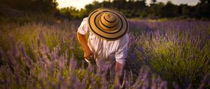 Der Sensenmann kommt jeden Sommer, um Lavendel zu ernten. 