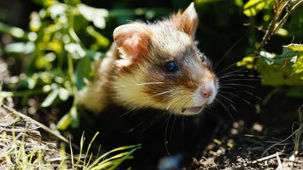 Ein Feldhamster schaut nach seiner Auswilderung auf einer Ackerfläche aus einem Erdbau. (Symbolbbild)