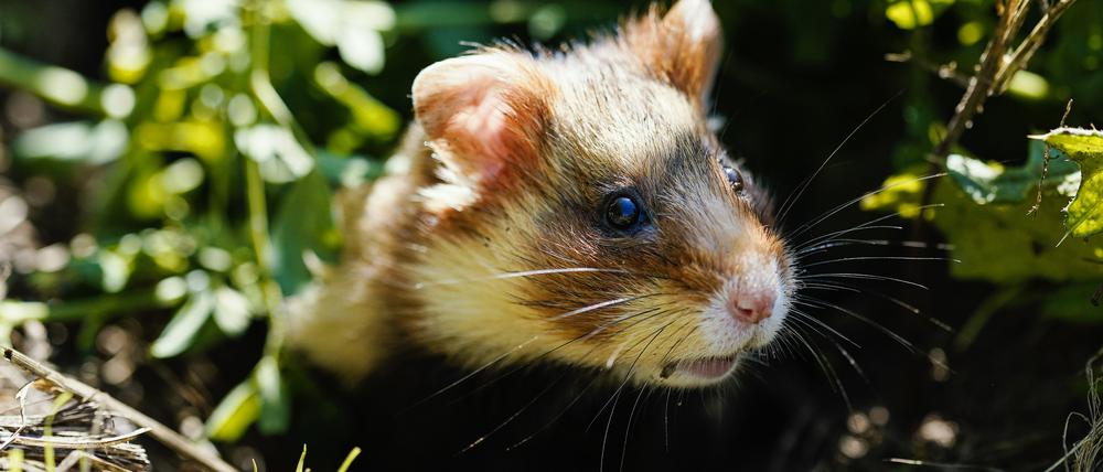 Ein Feldhamster schaut nach seiner Auswilderung auf einer Ackerfläche aus einem Erdbau. (Symbolbbild)