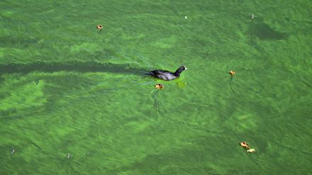 Blaualgen können den Badespaß in einigen Seen in Brandenburg vermiesen. (Archivbild)