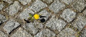 Selbst in Großständen wie Berlin nisten bestimmte Insektenarten zwischen den Fugen (Archivbild).