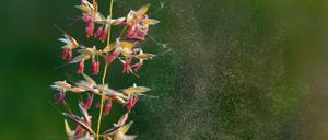 Für Beschwerden sorgen Gräser von Futterwiesen, aber auch Getreidesorten wie Mais und Roggen (Archivbild).