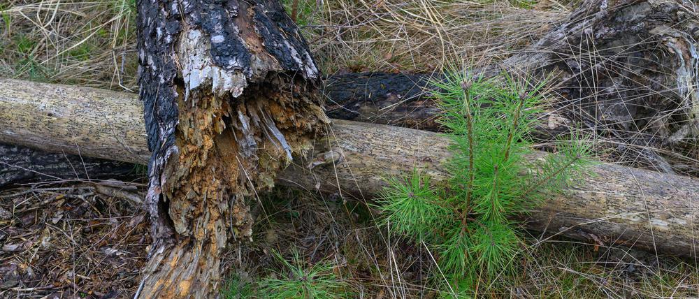 Die Waldbrandgefahr liegt in Brandenburg aktuell auf Stufe 1 oder 2. (Archivfoto)