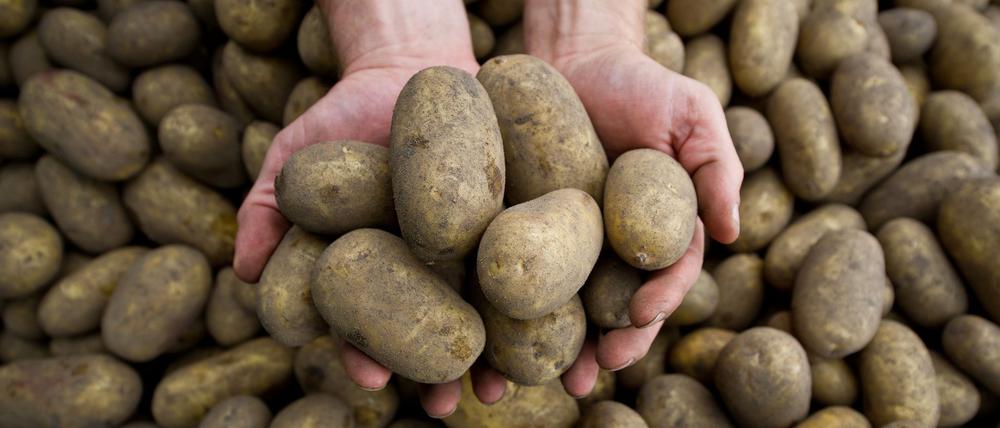 Die Pflanzenkrankheit Stolbur bedroht auch heimische Kartoffeln.