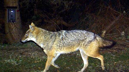 ARCHIV - 21.09.2016, NA, Freising: Das Foto aus dem Jahr 2012 zeigt einen Goldschakal, der im Nationalpark Bayerischer Wald (Bayern) von einer Wildkamera fotografiert wurde.