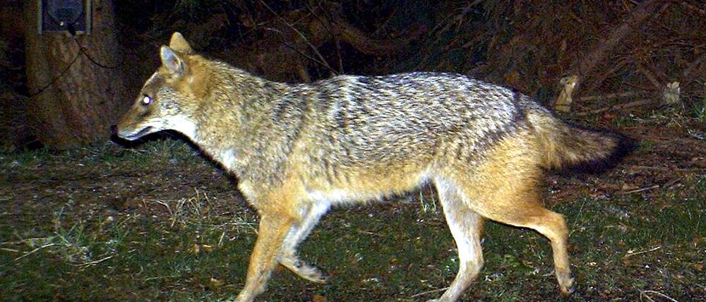 ARCHIV - 21.09.2016, NA, Freising: Das Foto aus dem Jahr 2012 zeigt einen Goldschakal, der im Nationalpark Bayerischer Wald (Bayern) von einer Wildkamera fotografiert wurde.