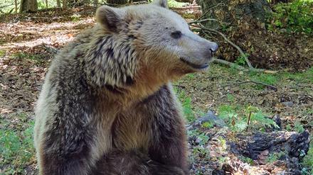20.05.2022, Bulgarien, Nymphaio: Ein Braunbär, der nicht mehr ausgewildert werden kann, sitzt im Park „Arcturos Brown Bear Sanctuary“. Die griechische Tierschutzorganisation Arcturos hat in den vergangenen Jahrzehnten Dutzenden Bären das Leben gerettet.