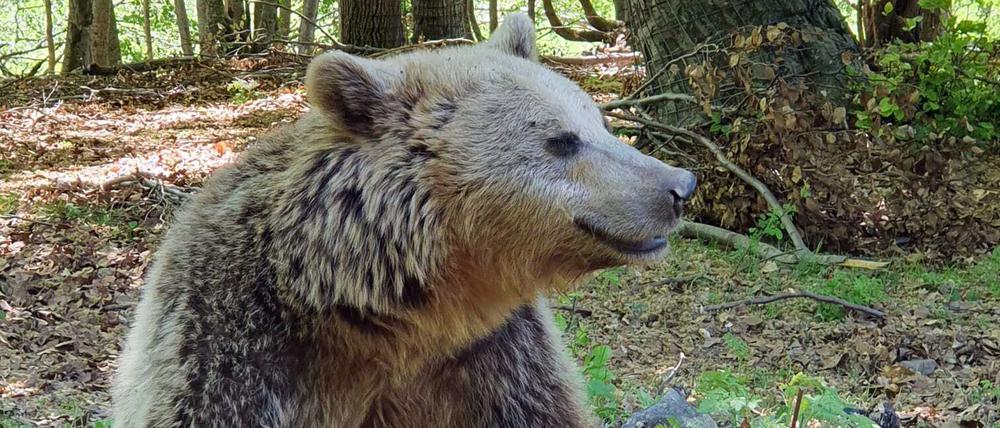 20.05.2022, Bulgarien, Nymphaio: Ein Braunbär, der nicht mehr ausgewildert werden kann, sitzt im Park „Arcturos Brown Bear Sanctuary“. Die griechische Tierschutzorganisation Arcturos hat in den vergangenen Jahrzehnten Dutzenden Bären das Leben gerettet.