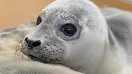 Die Seehundstation kümmert sich jedes Jahr um mehr als 150 kranke, mutterlose oder verletzte Seehunde.