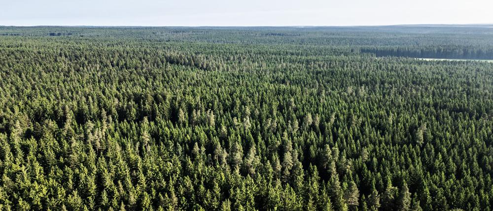 Der Wald in Deutschland bleibt laut einem neuen Bericht unter „Dauerstress“. (Archivbild)