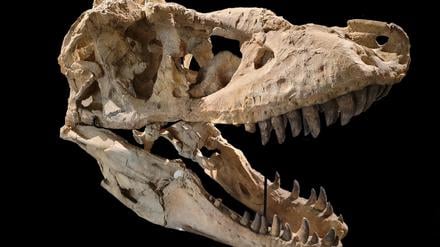 Schädel eines Tarbosaurus, eines mongolischen Vorläufers des Tyrannosaurus rex. 
