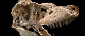 Schädel eines Tarbosaurus, eines mongolischen Vorläufers des Tyrannosaurus rex. 