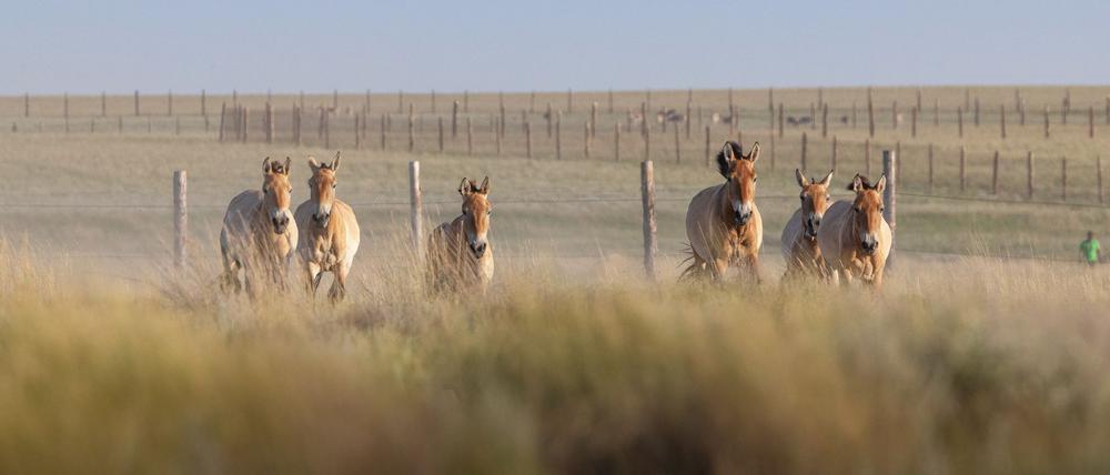 Przewalski-Pferde werden in die Wildnis entlassen.
