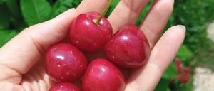 Kirschernte in Potsdam.