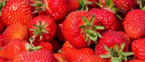 Nachts pflücken Diebe auf einer Plantage Erdbeeren - doch dann kommt die Polizei. (Symbolbild)