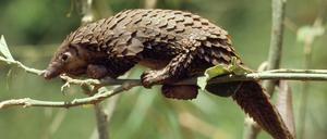 Schuppentiere, auch Pangoline genannt, gelten als meistgewilderte Säugetiere der Welt.
