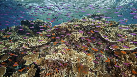 Korallenriffe sind besonders artenreiche Lebensräume im Meer, aber nicht die einzigen, die durch Verschmutzung und Übernutzung bedroht sind.