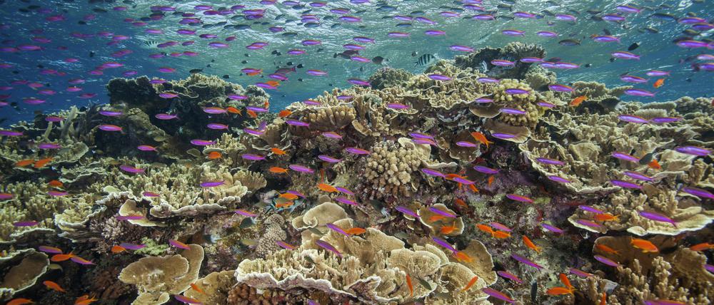 Korallenriffe sind besonders artenreiche Lebensräume im Meer, aber nicht die einzigen, die durch Verschmutzung und Übernutzung bedroht sind.
