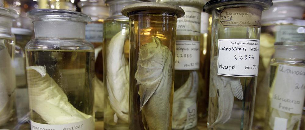 Tierknochen und Pflanzenreste in Museen können ein Bild längst vergangener Zeiten zeichnen.
