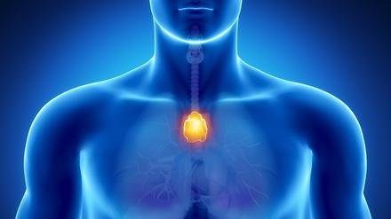 Röntgenblick auf den Thymus im Körper eines Mannes