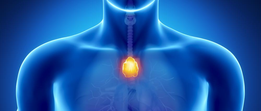 Röntgenblick auf den Thymus im Körper eines Mannes
