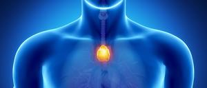 Röntgenblick auf den Thymus im Körper eines Mannes