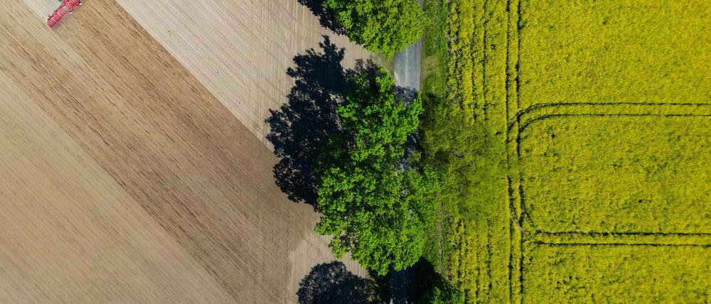 Nach Angaben des Agrarmarketing-Verbandes Pro Agro werden in Brandenburg 45 Prozent der Bodenfläche landwirtschaftlich genutzt. (Symbolbild)