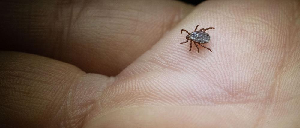 Die Buntzecke lebt unter anderem auf Wiesen oder Grünstreifen (Archivbild).