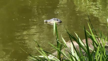 Ein vermeintlicher Alligator in einem Teich in Weißensee: Von weitem wirkte die Attrappe täuschend echt.