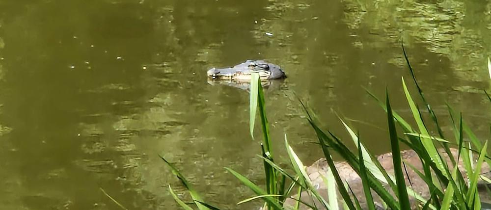 Ein vermeintlicher Alligator in einem Teich in Weißensee: Von weitem wirkte die Attrappe täuschend echt.