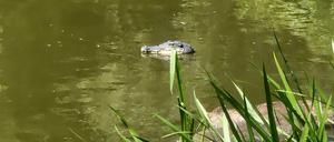 Ein vermeintlicher Alligator in einem Teich in Weißensee: Von weitem wirkte die Attrappe täuschend echt.