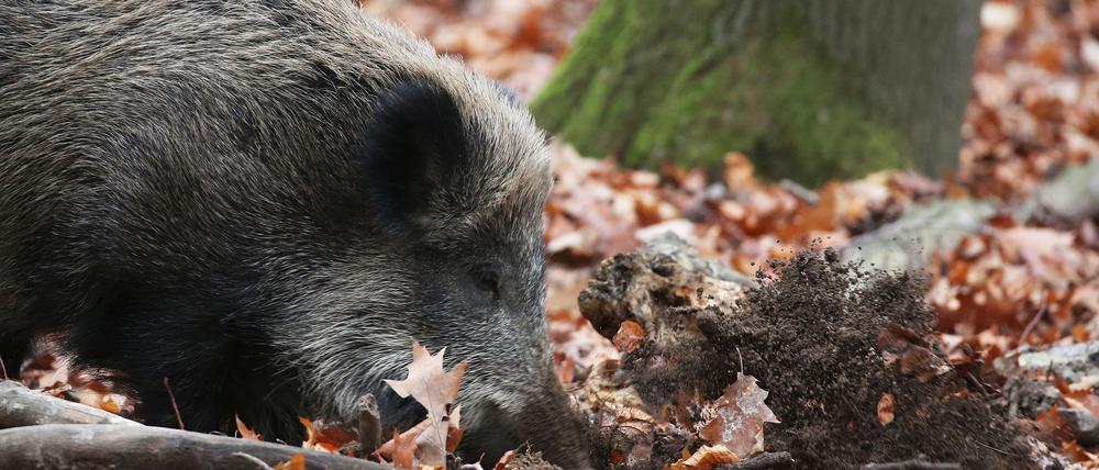 Ein Jäger hat in NRW ein totes Wildschwein gefunden, bei dem der Verdacht auf die Afrikanische Schweinepest (ASP) bestätigt wurde. (Archivbild)