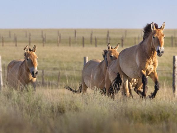 Pressefoto
Przewalski-Pferde aus dem Tierpark Berlin und Artgenossen aus Prag werden in Kasachstan in die Wildnis der Altyn-Dala-Steppe entlassen. Das langfristige Ziel des Gemeinschaftsprojektes «Return Of The Wild Horses» ist es, in den nächsten Jahren mindestens 40 Pferde in ihrem natürlichen Lebensraum wieder anzusiedeln, wie der Berliner Zoo mitteilte