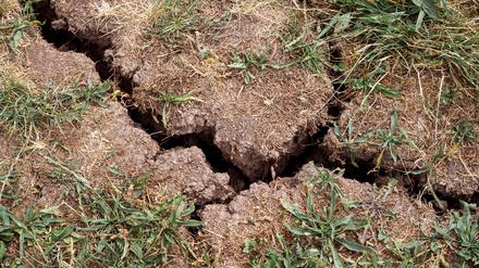 In vielen Brandenburger Landkreisen wird mehr Wasser entnommen als neu gebildet wird. (Symbolbild)