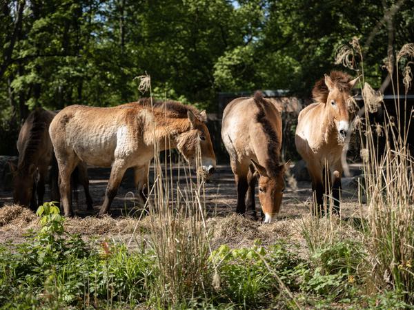 Pressetermin im Tierpark Berlin zum Auftakt des der geplanten Auswilderung von Przewalski-Pferden in Kasachstan zusammen mit dem Zoo Prag und der Zoologischen Gesellschaft Frankfurt. 
Die sechs ausgewählten Przewalski-Stuten im Außengehege im Tierpark Berlin. Vier von den Tieren werden die Reise nach Kasachstan antreten.
