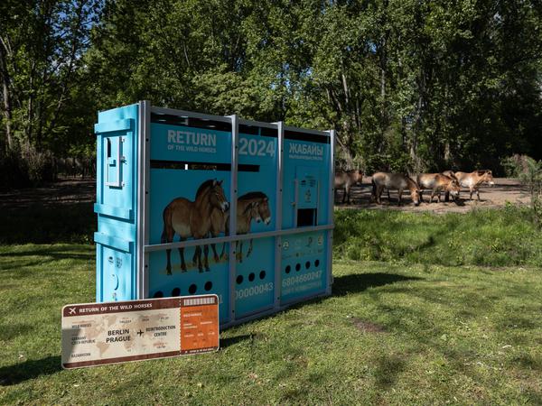 Pressetermin im Tierpark Berlin zum Auftakt des der geplanten Auswilderung von Przewalski-Pferden in Kasachstan zusammen mit dem Zoo Prag und der Zoologischen Gesellschaft Frankfurt. 
Die Transportbox für ein Pferd und das symbolische Flugticket nach Kasachstan.