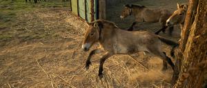 Przewalski-Pferde aus dem Tierpark Berlin und Artgenossen aus Prag werden in Kasachstan in die Wildnis der Altyn-Dala-Steppe entlassen.