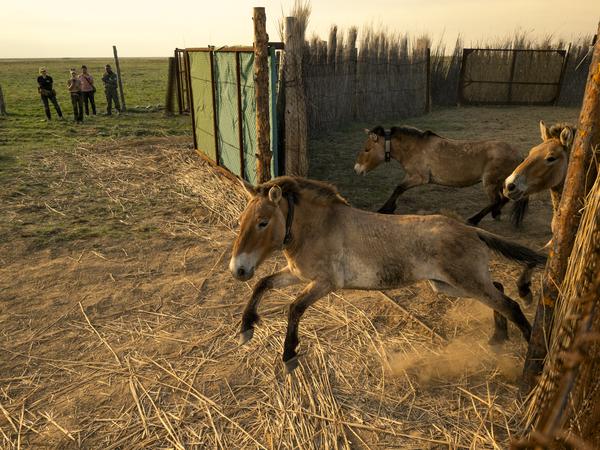 Pressefoto
Przewalski-Pferde aus dem Tierpark Berlin und Artgenossen aus Prag werden in Kasachstan in die Wildnis der Altyn-Dala-Steppe entlassen. Das langfristige Ziel des Gemeinschaftsprojektes «Return Of The Wild Horses» ist es, in den nächsten Jahren mindestens 40 Pferde in ihrem natürlichen Lebensraum wieder anzusiedeln, wie der Berliner Zoo mitteilte. 