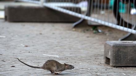 Der Berliner Bezirk Neukölln will die Rattenplage auf dem Hermannplatz stärker bekämpfen. 