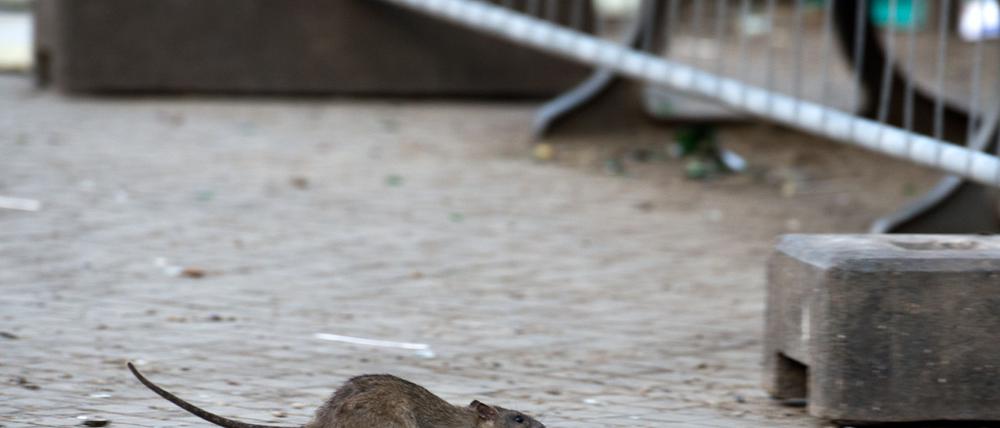 Der Berliner Bezirk Neukölln will die Rattenplage auf dem Hermannplatz stärker bekämpfen. 