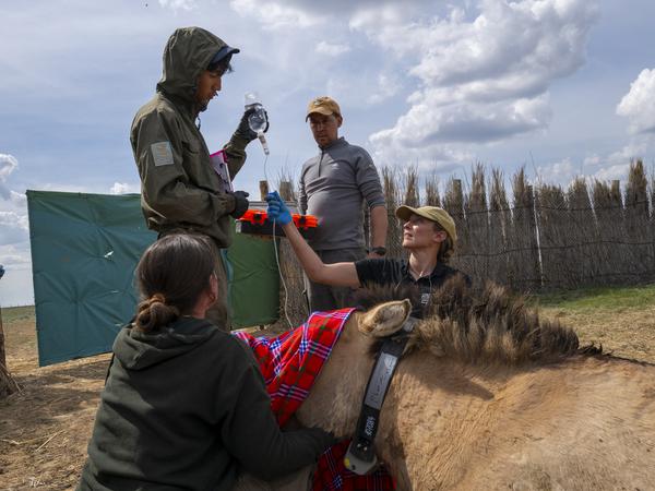 Pressefoto
Przewalski-Pferde aus dem Tierpark Berlin und Artgenossen aus Prag werden in Kasachstan in die Wildnis der Altyn-Dala-Steppe entlassen. Das langfristige Ziel des Gemeinschaftsprojektes «Return Of The Wild Horses» ist es, in den nächsten Jahren mindestens 40 Pferde in ihrem natürlichen Lebensraum wieder anzusiedeln, wie der Berliner Zoo mitteilte. 