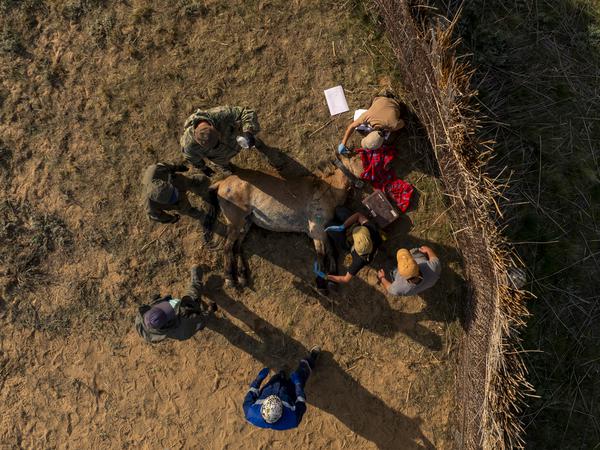 Pressefoto
Przewalski-Pferde aus dem Tierpark Berlin und Artgenossen aus Prag werden in Kasachstan in die Wildnis der Altyn-Dala-Steppe entlassen. Das langfristige Ziel des Gemeinschaftsprojektes «Return Of The Wild Horses» ist es, in den nächsten Jahren mindestens 40 Pferde in ihrem natürlichen Lebensraum wieder anzusiedeln, wie der Berliner Zoo mitteilte. 
